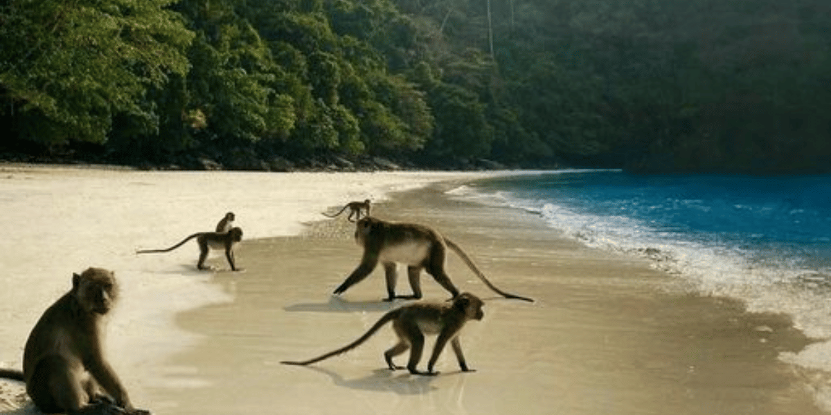 Monkey Beach